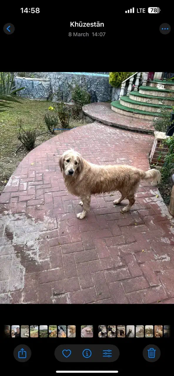 مژدگانی ۱۰میلیونی گمشده|حیوانات|اصفهان, جوزدان الیادران|دیوار