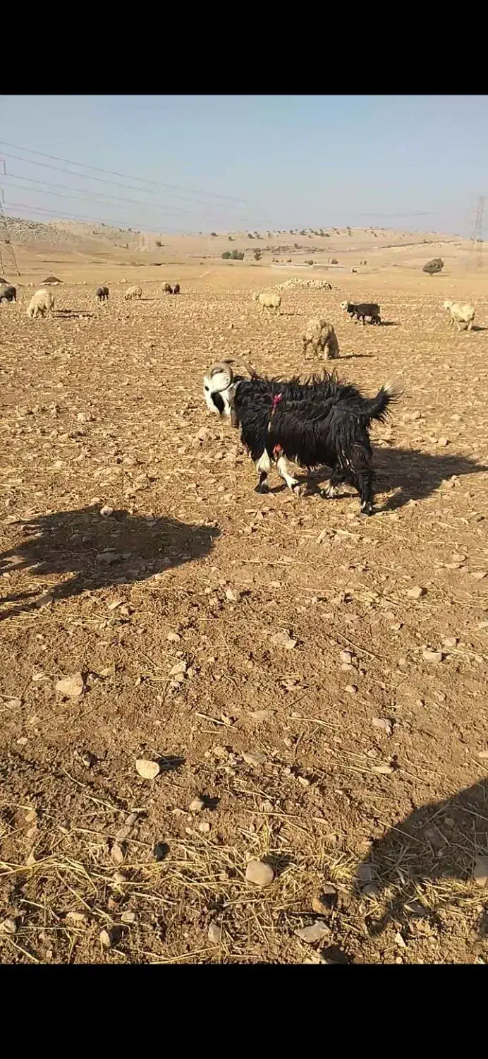 دوبر روزگاری ۴رون جلو رو|حیوانات مزرعه|ایذه, |دیوار