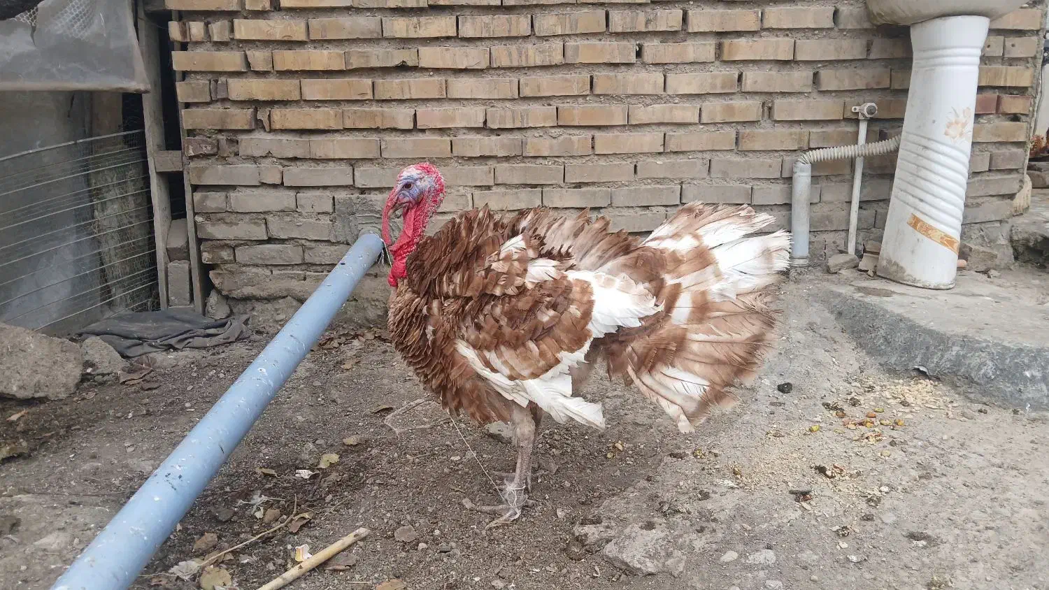 بوقلمون|حیوانات مزرعه|آزادشهر, |دیوار