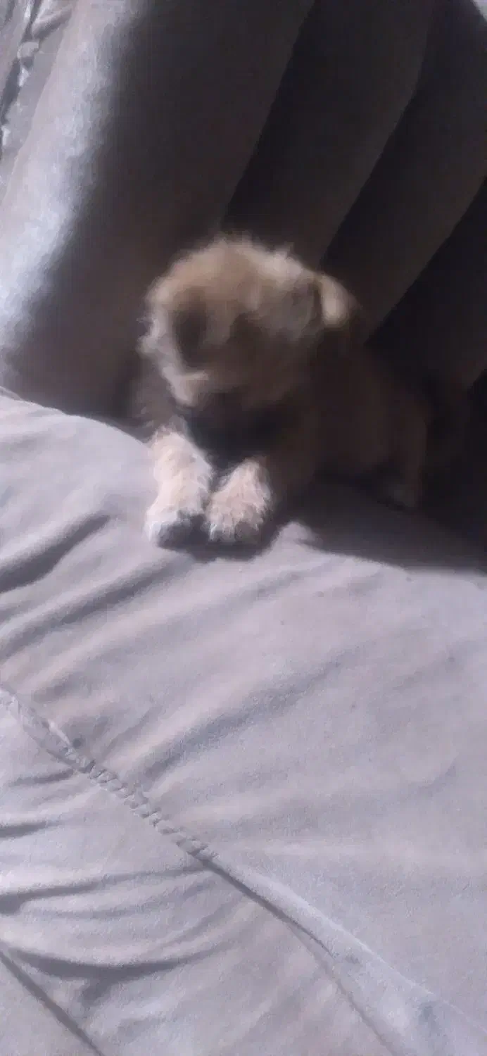 سگ پاکوتاه|سگ|گرگان, |دیوار