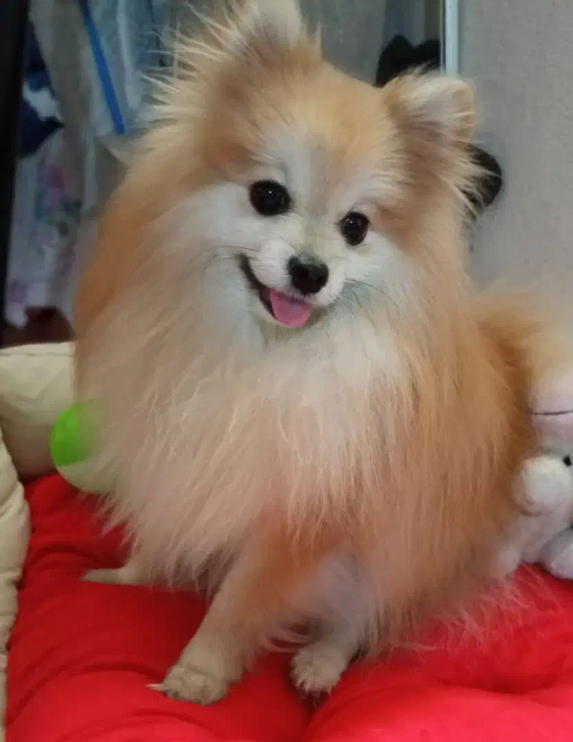 سگ پامر|سگ|کازرون, |دیوار