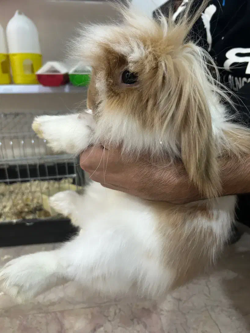 خرگوش لوپ رام|موش و خرگوش|کلاردشت, |دیوار