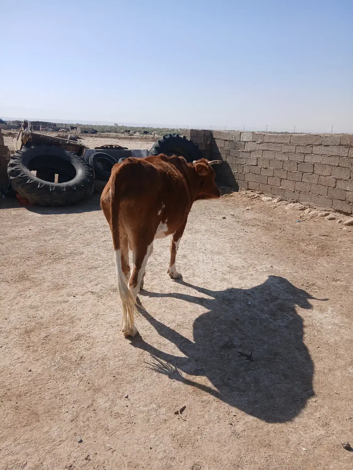 دهلران|حیوانات مزرعه|دهلران, |دیوار