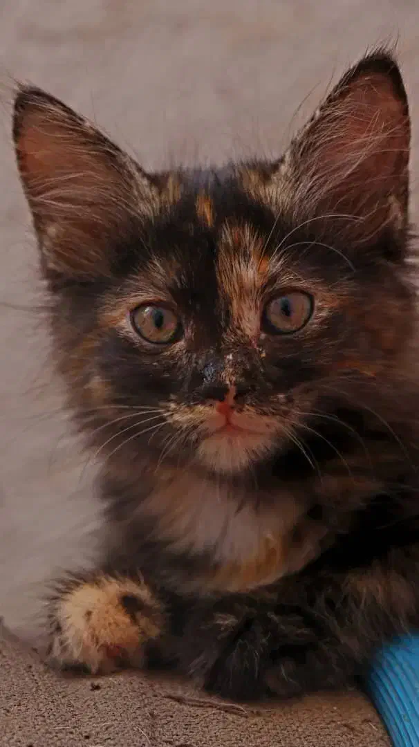 واگذاری رایگان دو‌ بچه گربه|گربه|ری, ظهیرآباد|دیوار