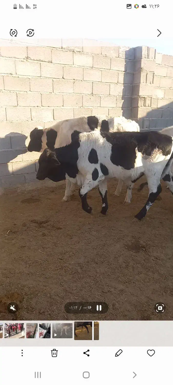 فروش۱۴راس‌گوساله‌نرلاغر|حیوانات مزرعه|زرین دشت (فارس), |دیوار
