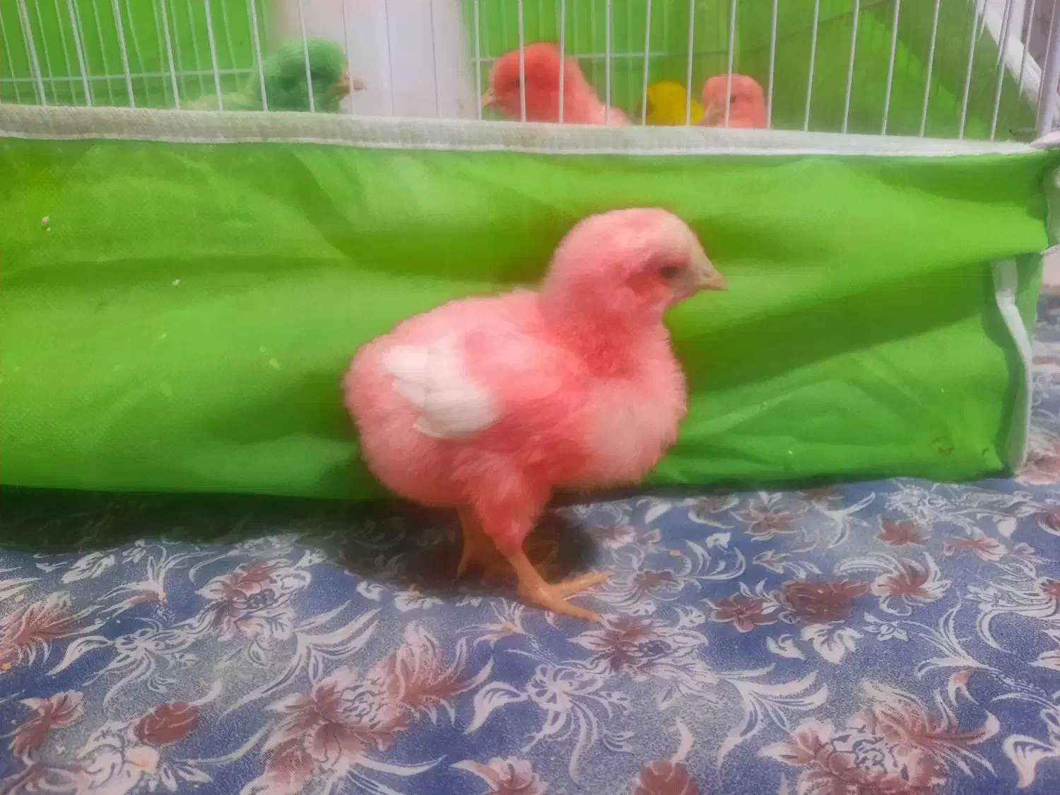 جوجه رنگی .|حیوانات مزرعه|نیشابور, بنیاد شهید|دیوار