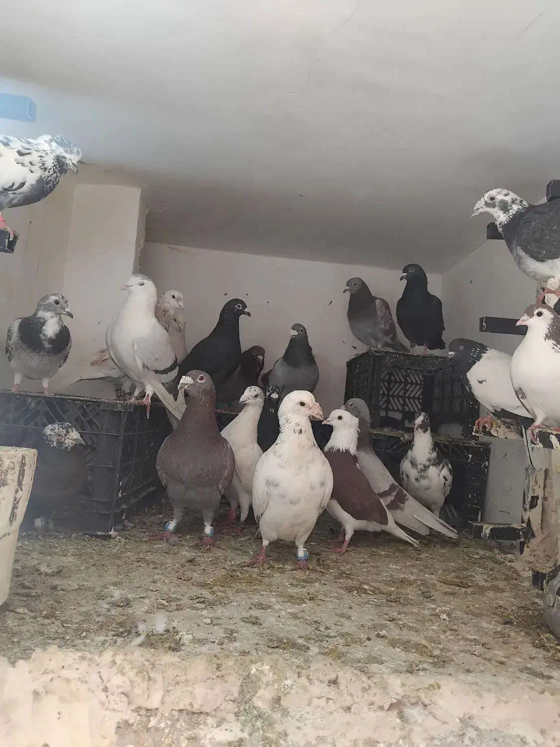 کفتر|پرنده|مشهد, تلگرد|دیوار