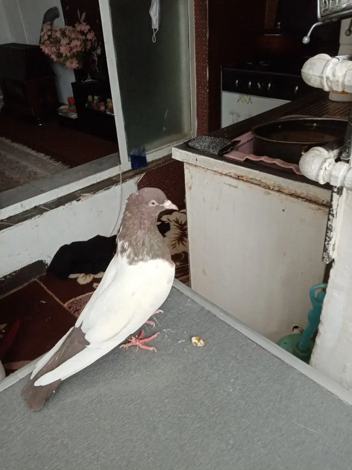 ماده سینه قهوه ای|پرنده|شیراز, دباغ خانه|دیوار