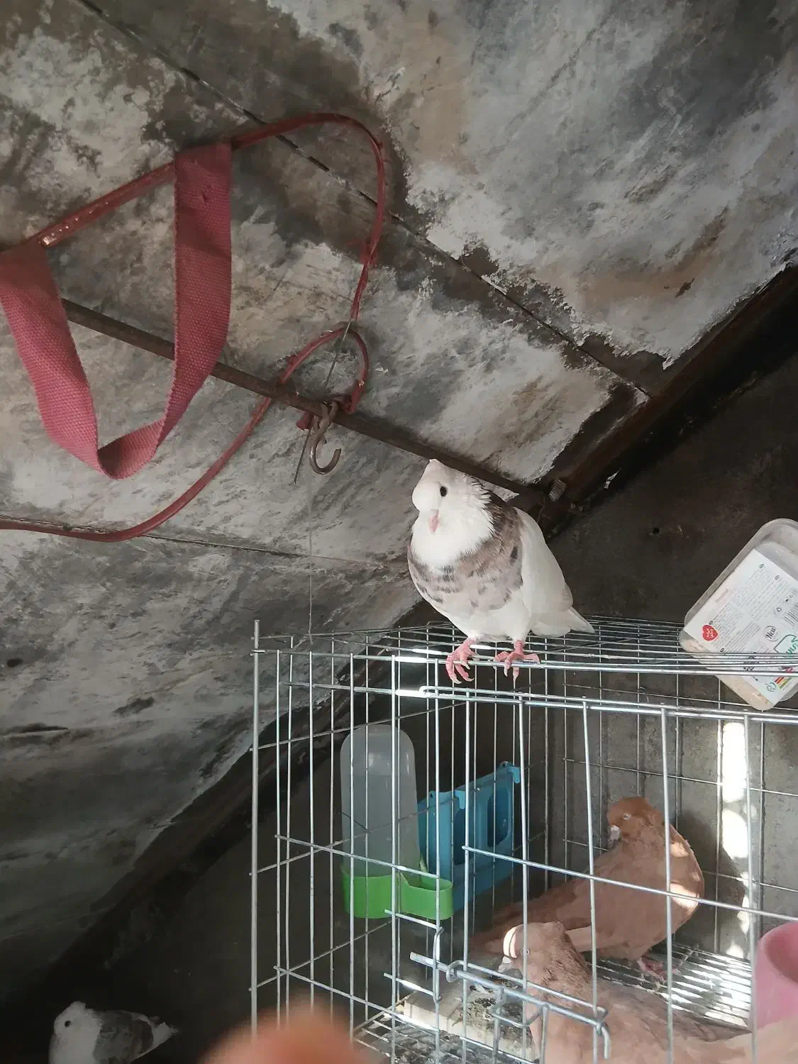 طوقی نر|پرنده|ساروق, |دیوار