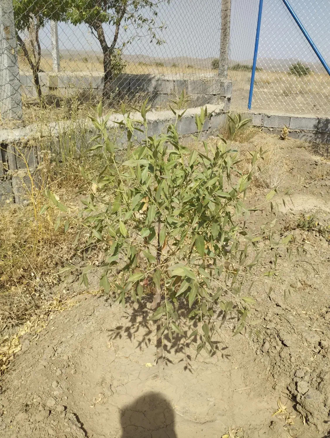 باغ بادام|فروش دفتر صنعتی، کشاورزی، تجاری|گلپایگان, |دیوار