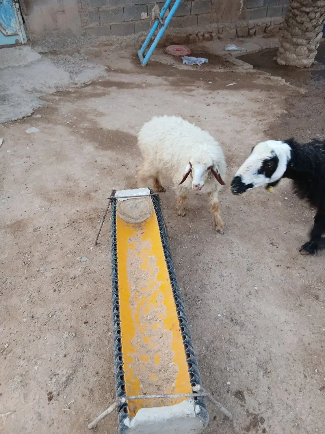 دو عدد بره سفید رنگ ماده دارم|حیوانات مزرعه|رامشیر, |دیوار