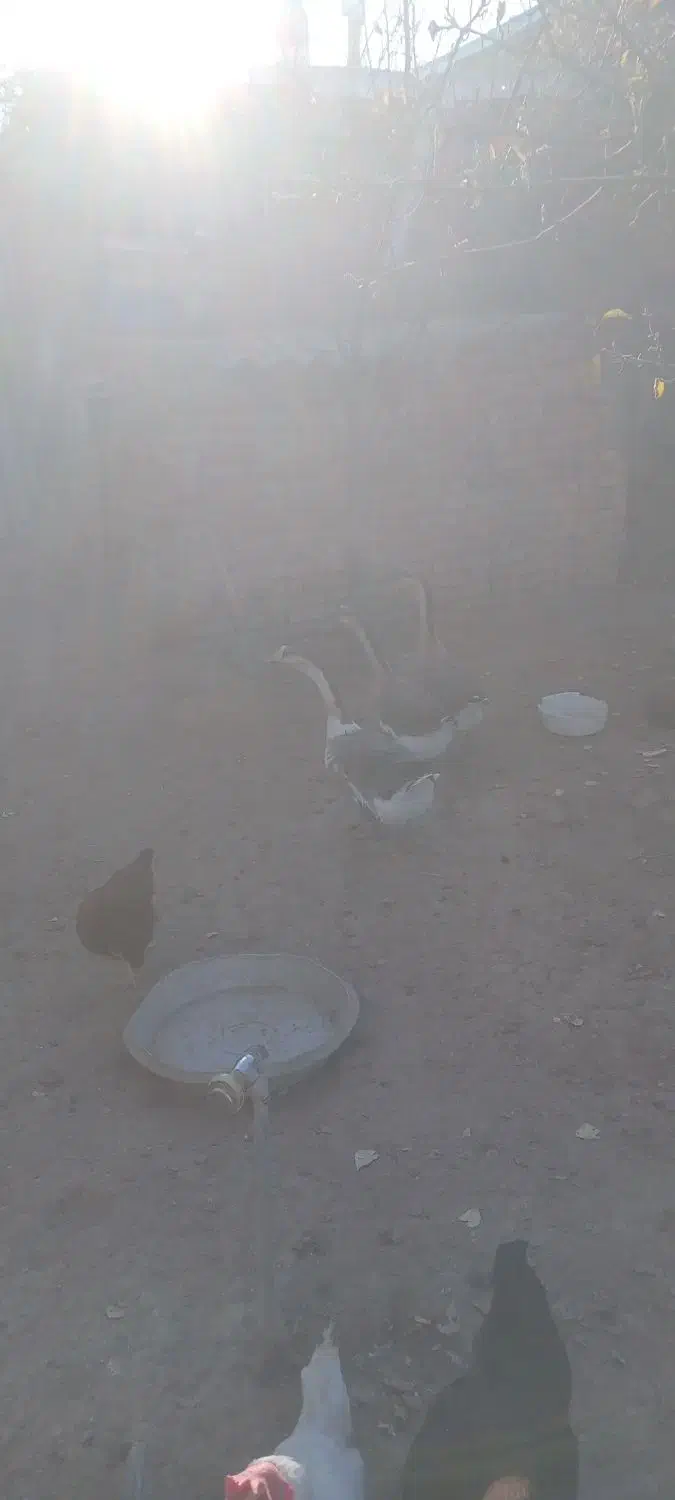 ۳ تا قوغاز ماده|حیوانات مزرعه|اردبیل, |دیوار