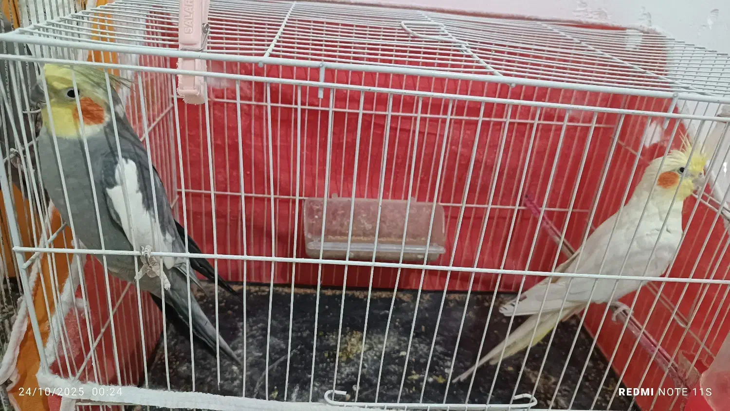 دو جفت عروس هلندی|پرنده|تربت‌حیدریه, یحیی آباد|دیوار