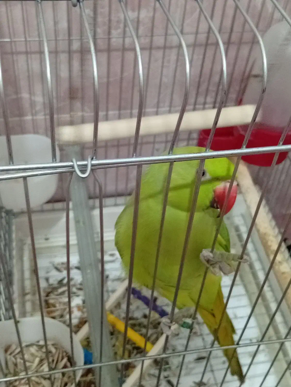 طوطی ملنگو و مرغ عشق انگلیسی|پرنده|بندرعباس, |دیوار