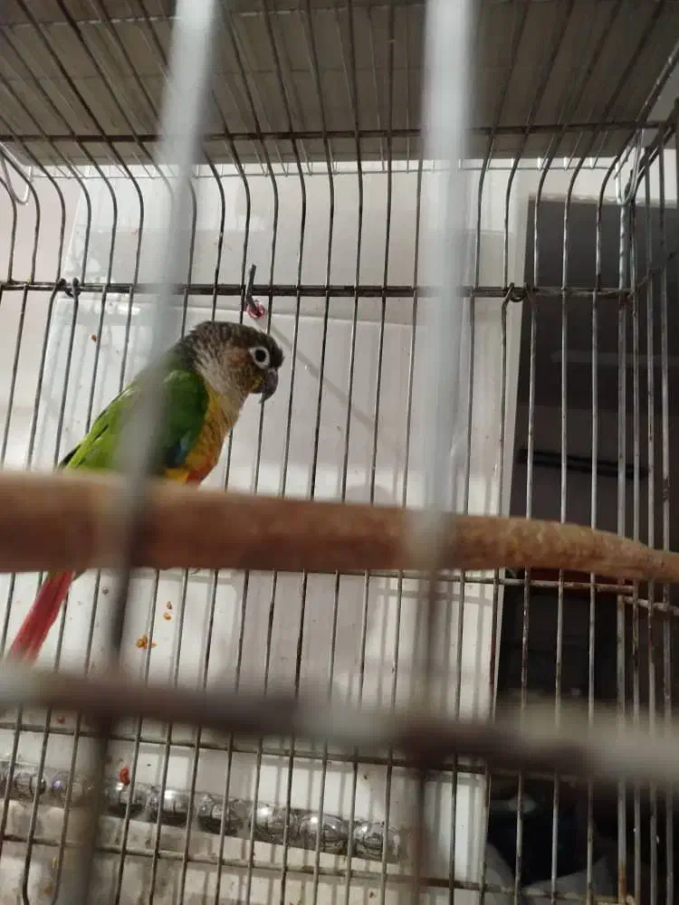 طوطی|پرنده|شادگان, |دیوار