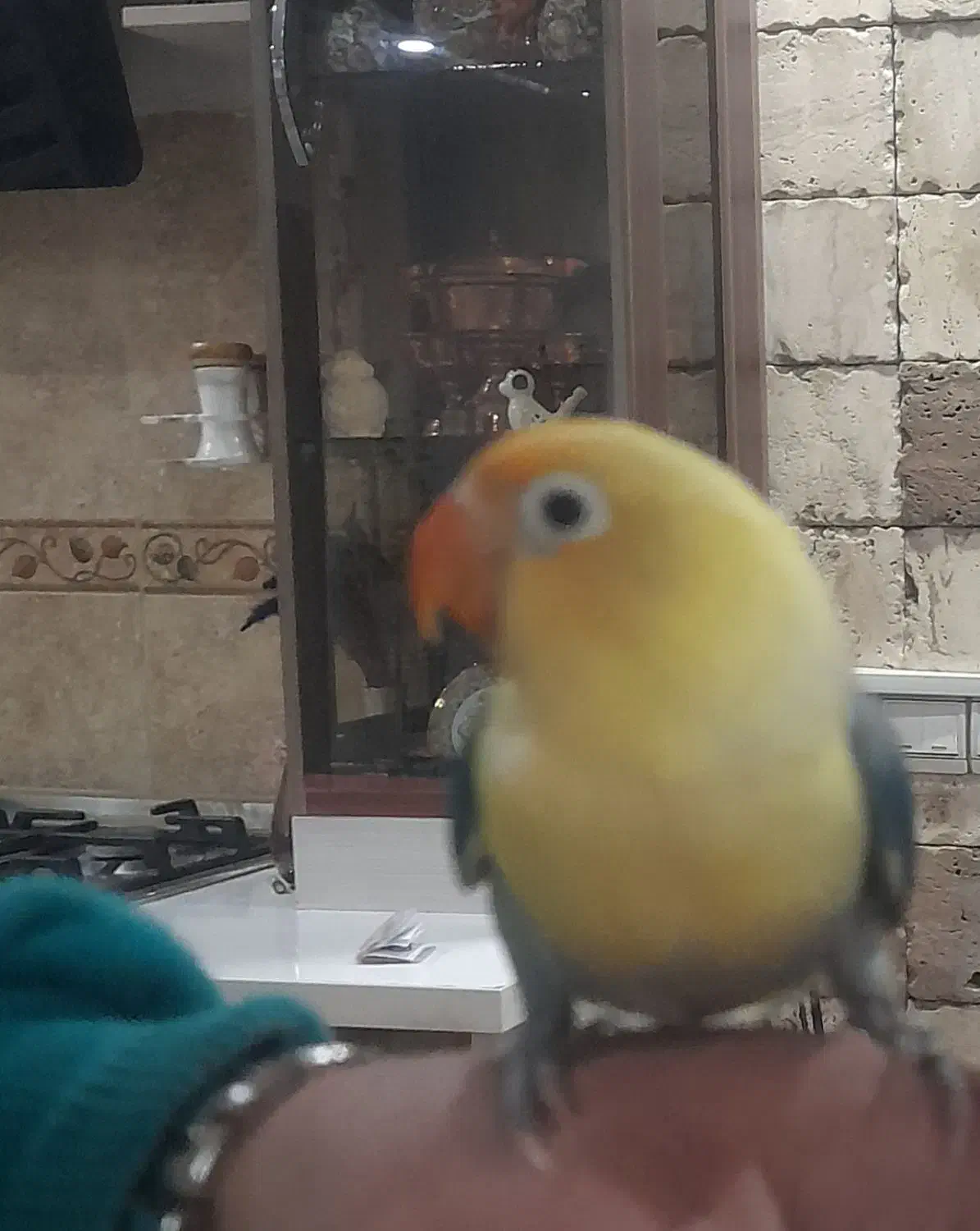 گمشده|حیوانات|لاهیجان, کوی آزادگان|دیوار