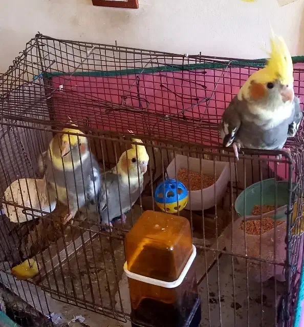 عروس هلندی ۳ماه|پرنده|اردبیل, |دیوار