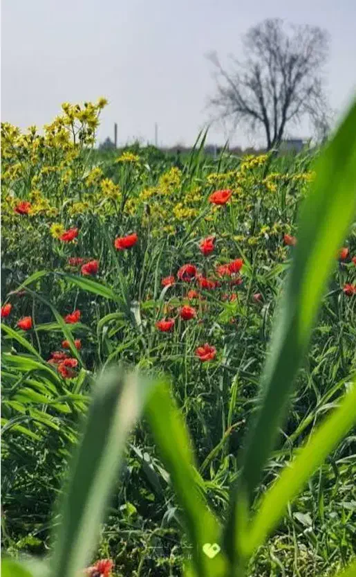 فروش باغ|فروش دفتر صنعتی، کشاورزی، تجاری|مریوان, |دیوار