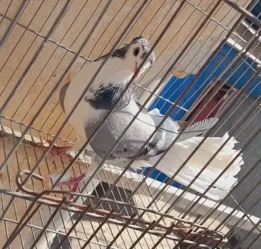 کفتر دمگیر ماده کاکلی|پرنده|اصفهان, شهرک کاوه|دیوار