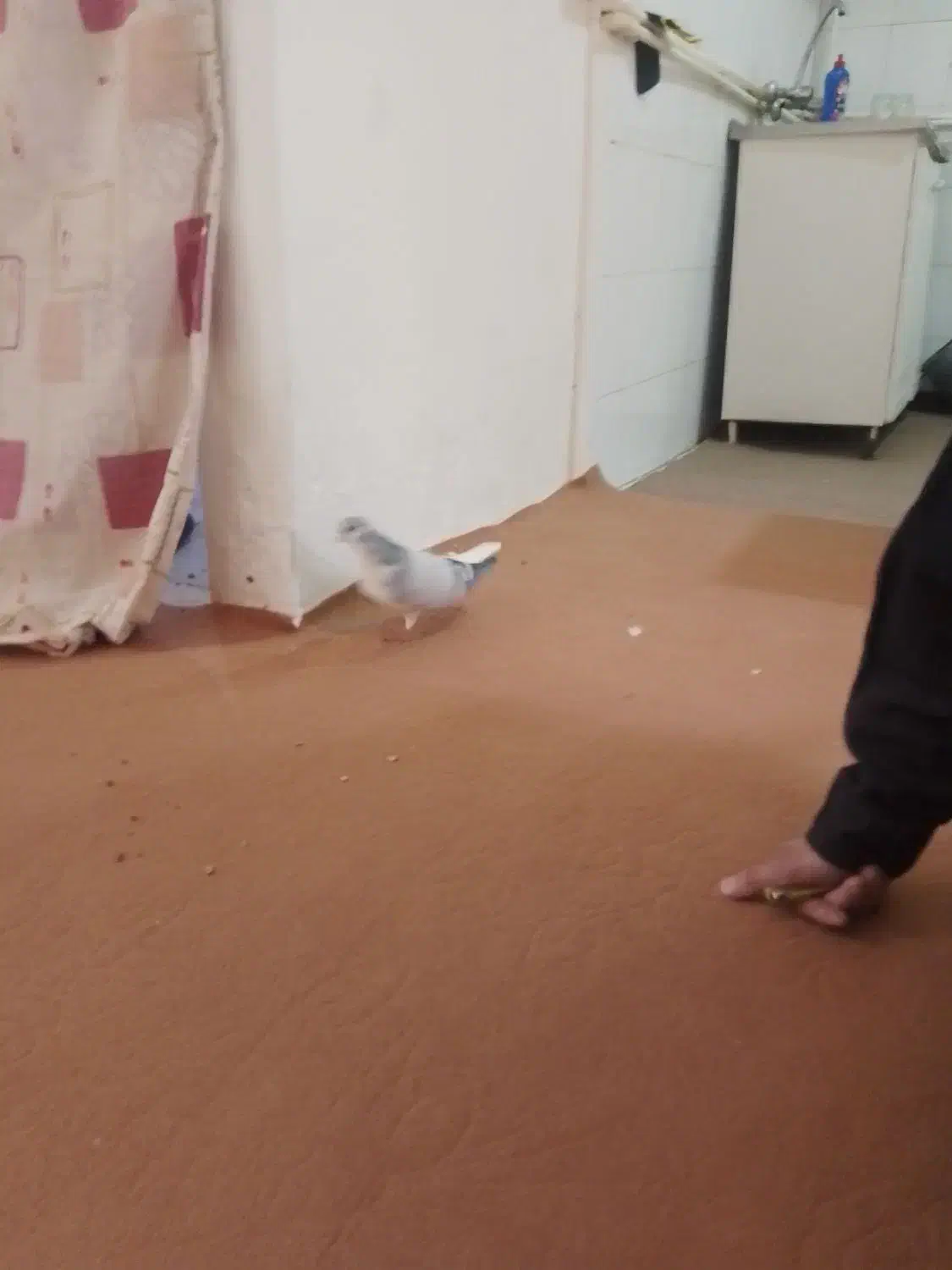 بعدرنگ ماده|حیوانات|محمدیه-قزوین, |دیوار