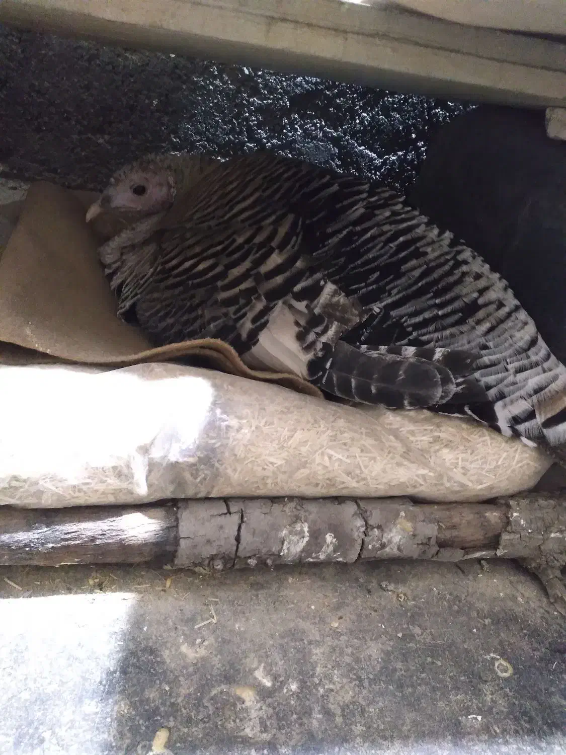 بوقلمون محلی سالم سالم|حیوانات مزرعه|کوهدشت, |دیوار