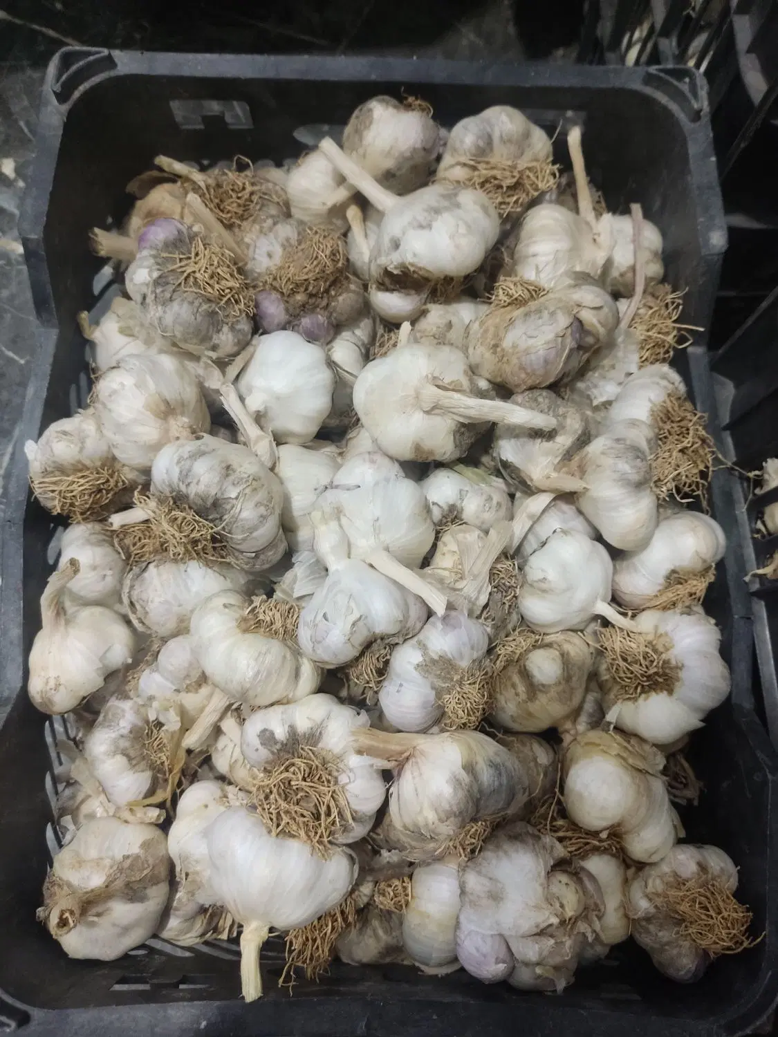 سیر|خوردنی و آشامیدنی|اشترینان, |دیوار