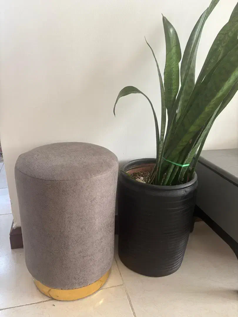 گلدان با گل|گل و گیاه طبیعی|پردیس, فاز ۵|دیوار