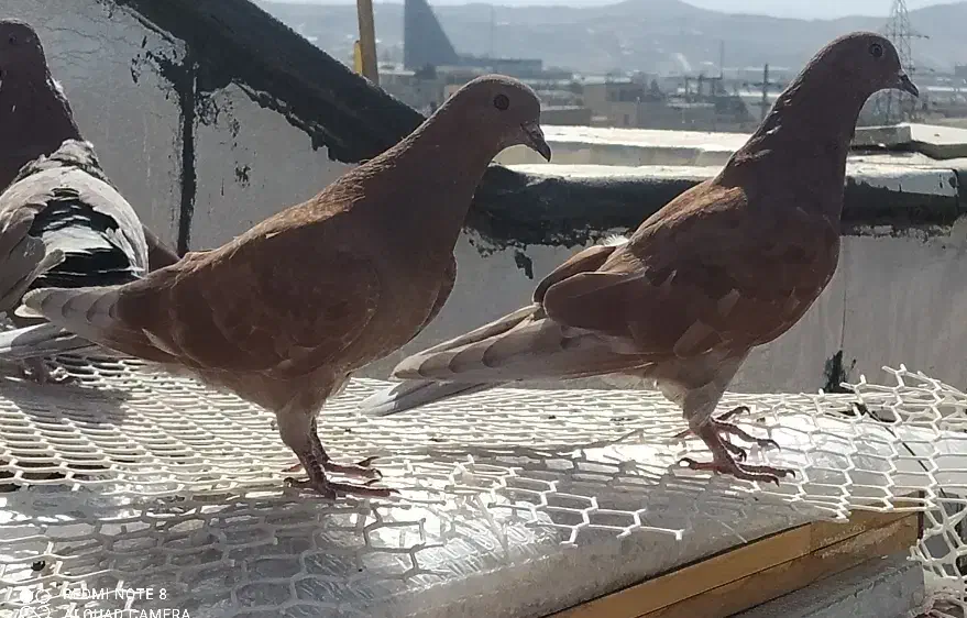 کبوتر پرشی|پرنده|پردیس, فاز ۱|دیوار