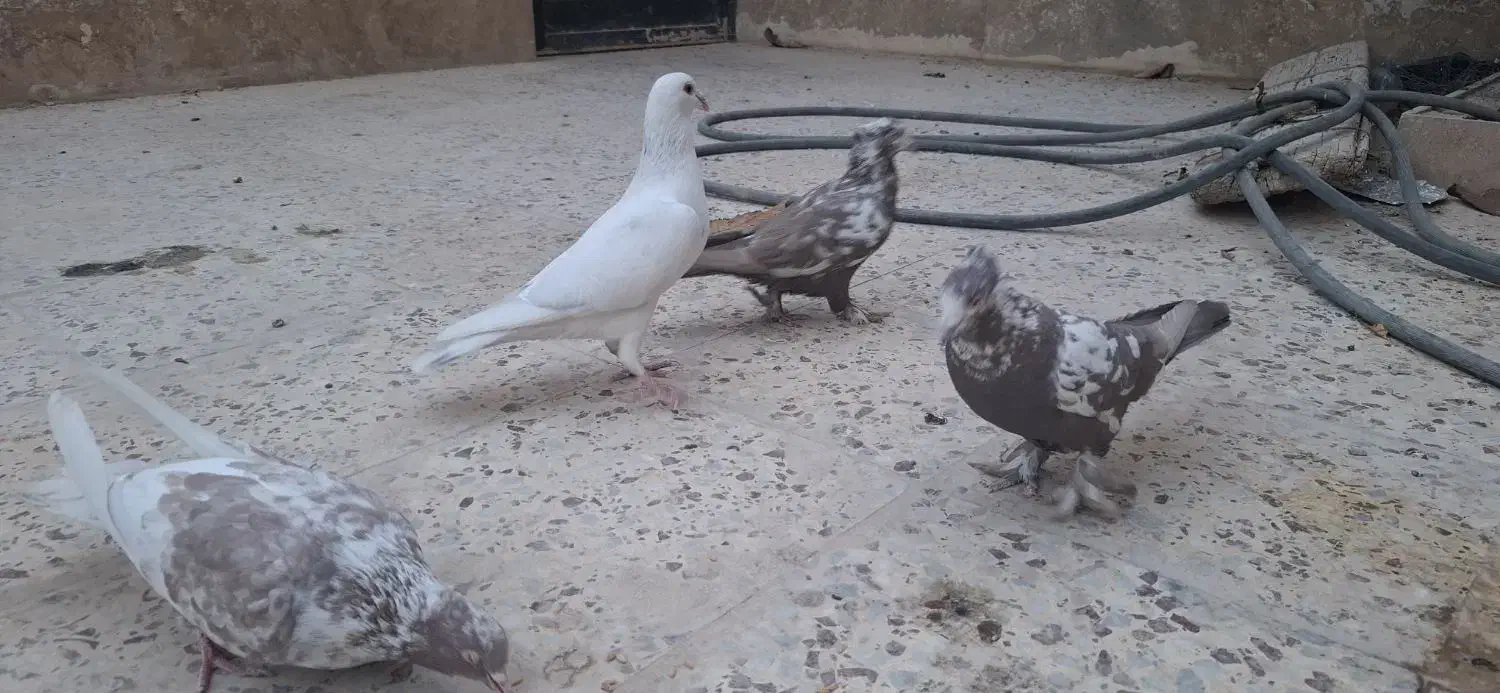 کبوتر|پرنده|شیراز, مسکن مهر شیراز|دیوار