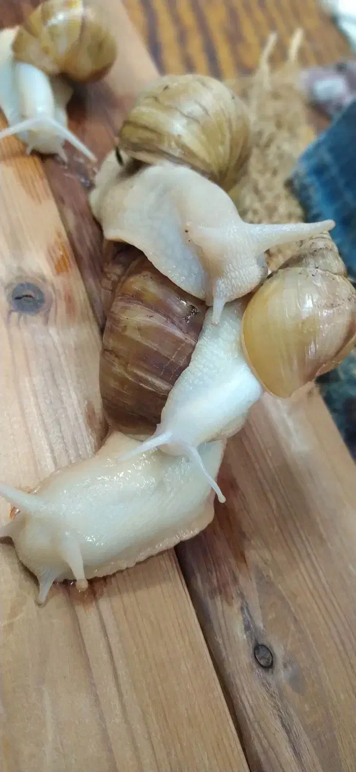 حلزون|خزنده|تهران, یافتآباد|دیوار