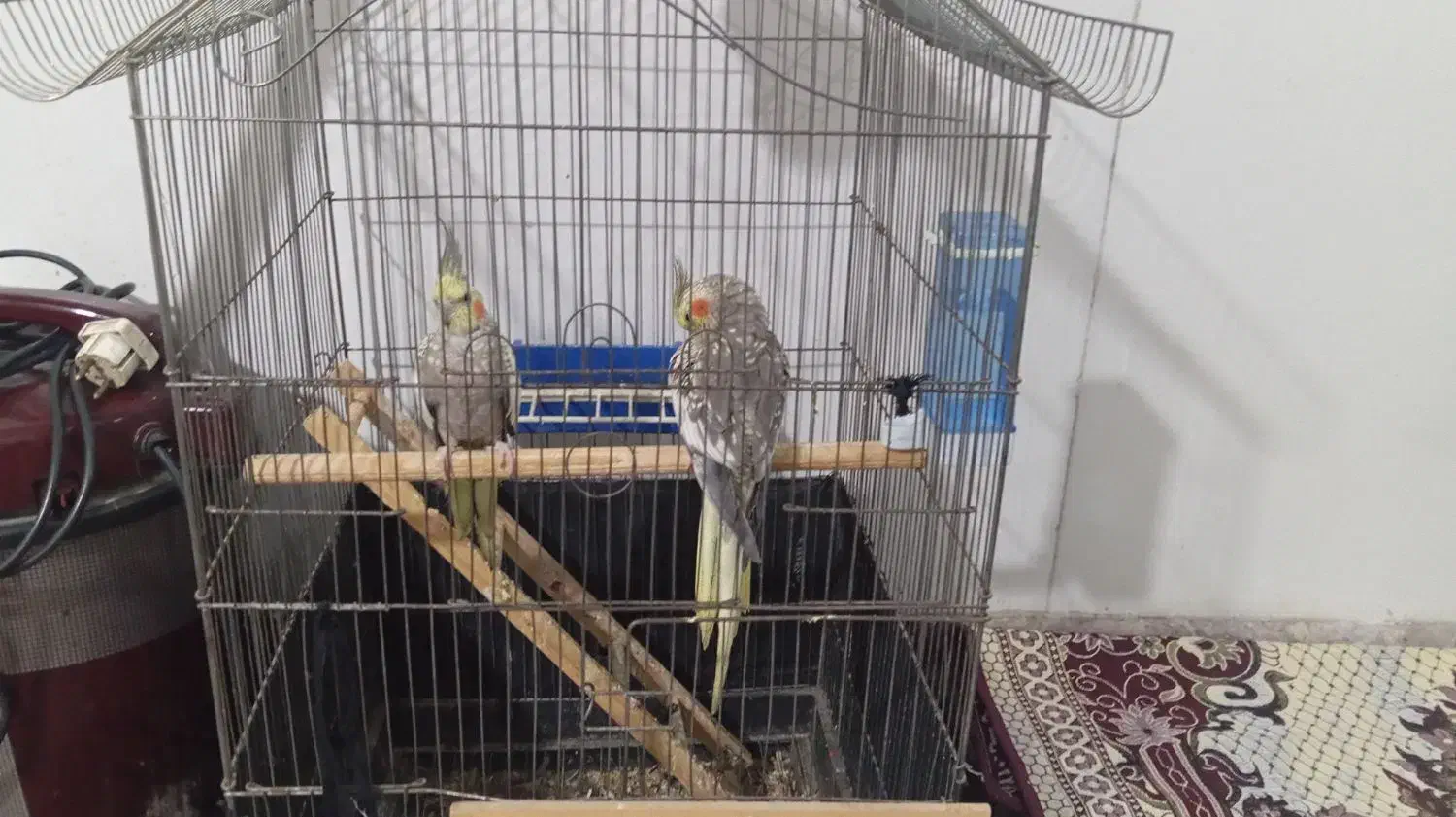 جفت عروس شرط تخم|پرنده|شادگان, |دیوار