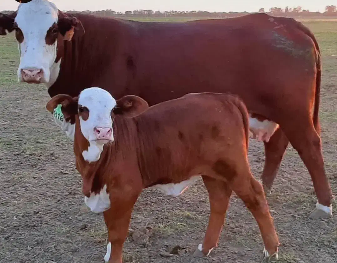 کاردامداری|استخدام صنعتی، فنی، مهندسی|عباسآباد, |دیوار