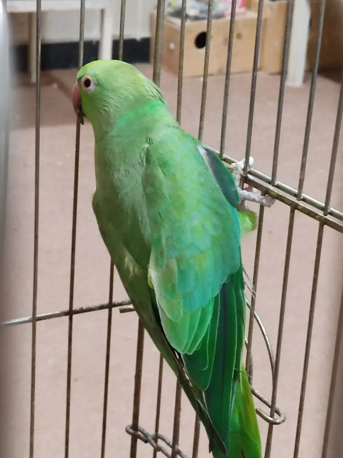 طوطی ملنگو سبزماده|پرنده|آبادان, |دیوار