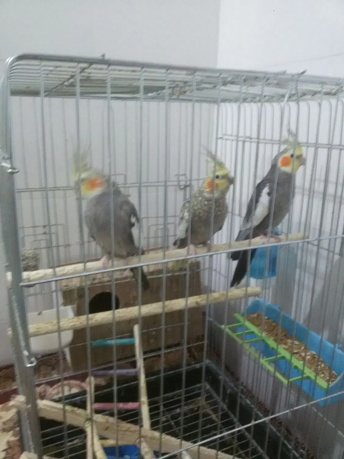 عروی هلندی ،|پرنده|شادگان, |دیوار