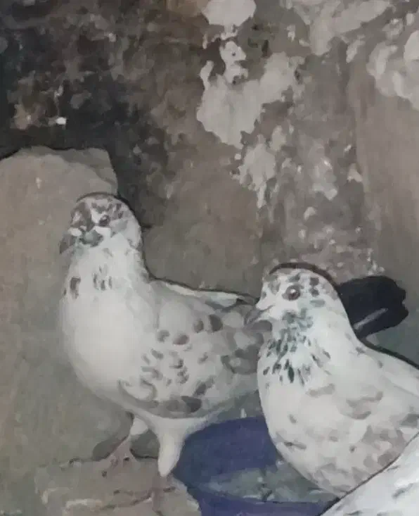 کفتر گم شده|حیوانات|محمدشهر, یزدیها|دیوار