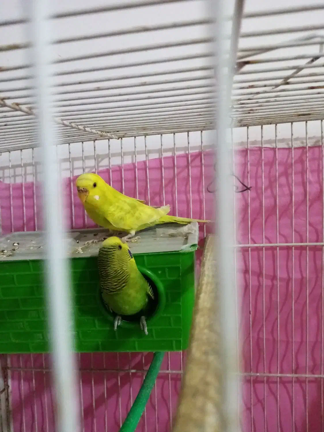 2 جفت مرغ عشق|پرنده|مشهد, شهید آوینی|دیوار