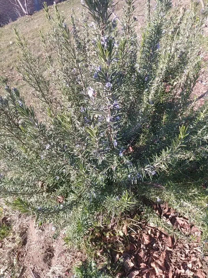 رزماری|گل و گیاه طبیعی|انگوت, |دیوار