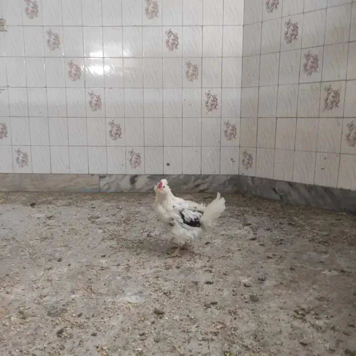 گلین|حیوانات مزرعه|تهران, مشیریه|دیوار