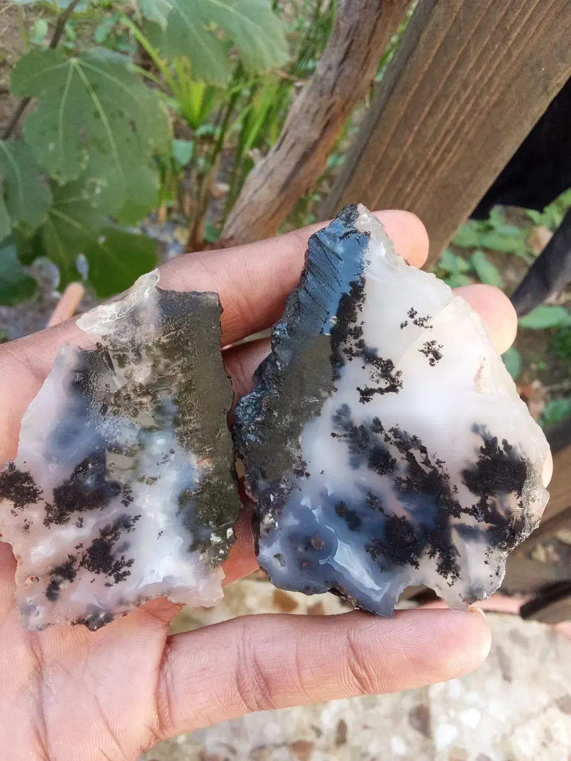 شجر مشکی جفت|کلکسیون اشیاء عتیقه|اهواز, گلستان|دیوار