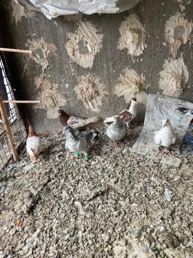 گرفتنی کفتر بوم|حیوانات|نیشابور, امین اسلامی|دیوار