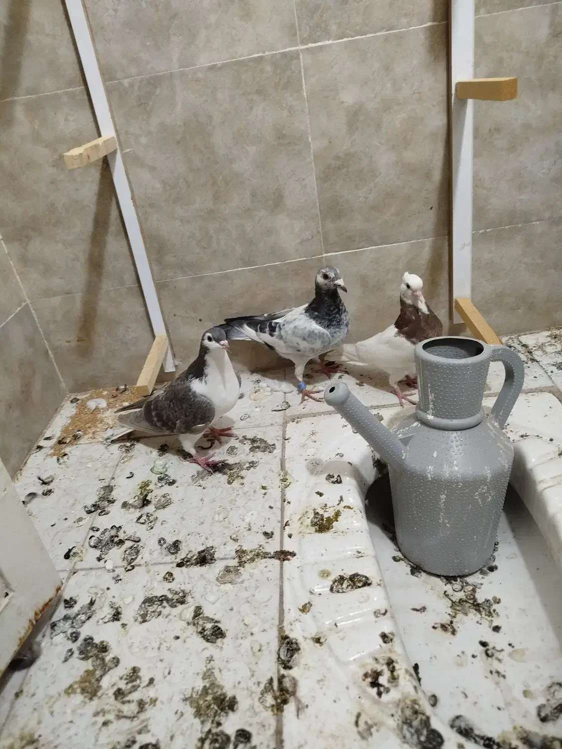 پرشی|پرنده|سبزوار, شرق کال جنوبی (شمس آبادی)|دیوار