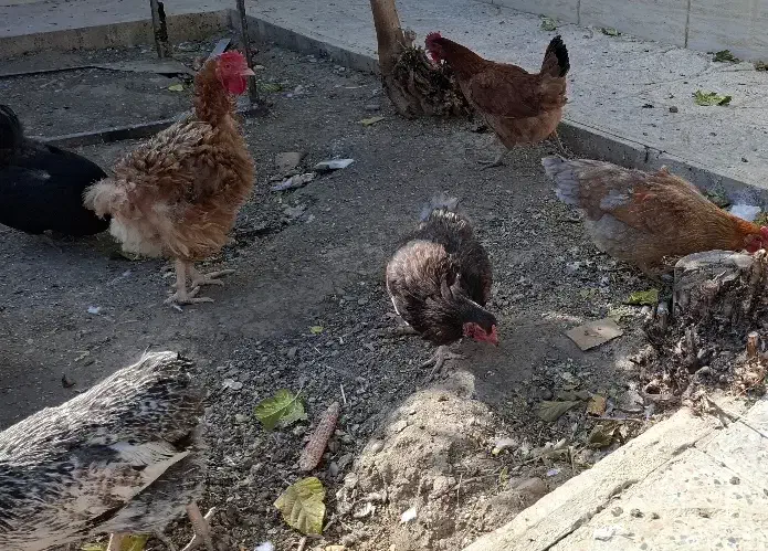 مرغ و خروس|حیوانات مزرعه|گلپایگان, |دیوار