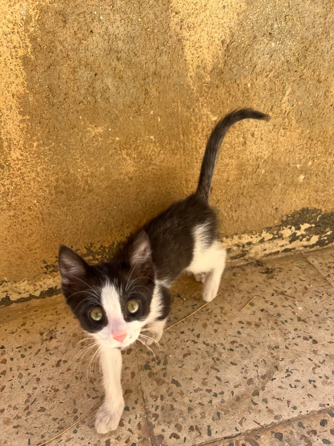 گربه|گربه|مهاباد (آذربایجان غربی), |دیوار
