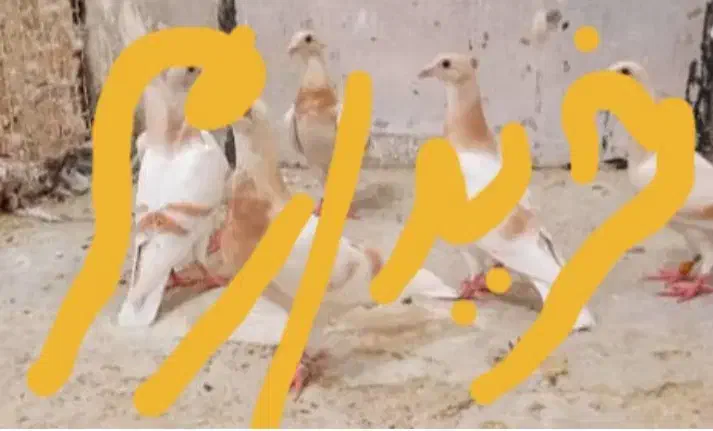 کبوتر پلاکی درجه ۱|پرنده|شیراز, میانرود|دیوار