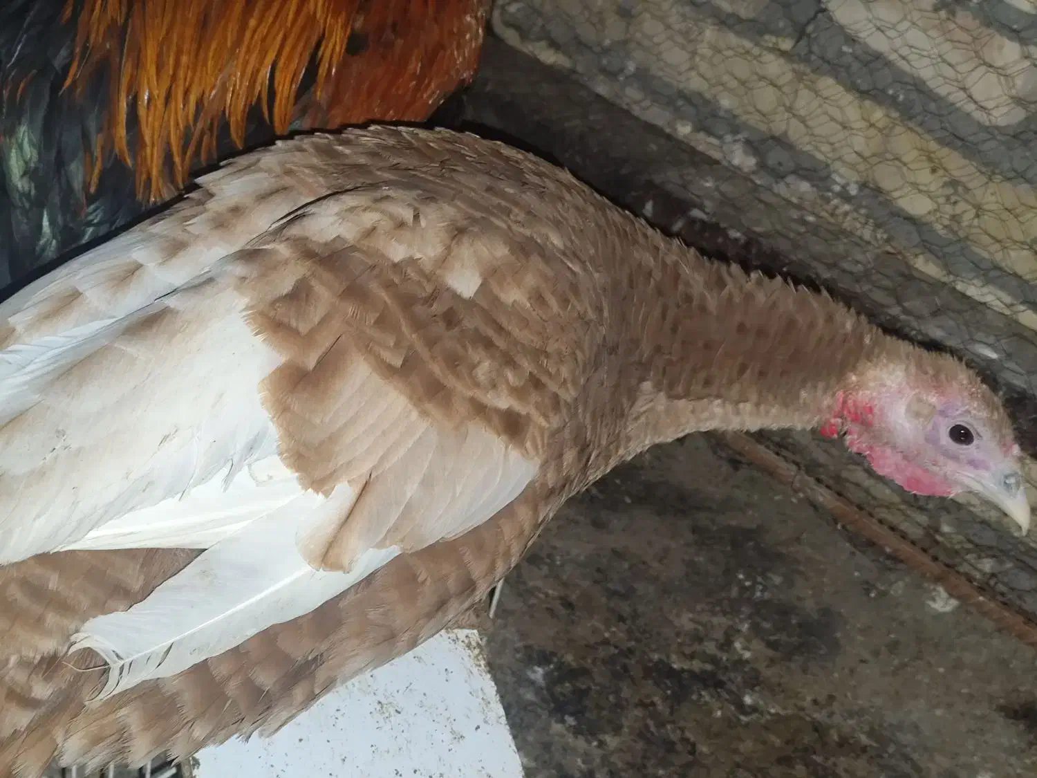 مرغ خروس سیاه بوقلمون نر|حیوانات مزرعه|مشهد, خواجه ربیع|دیوار