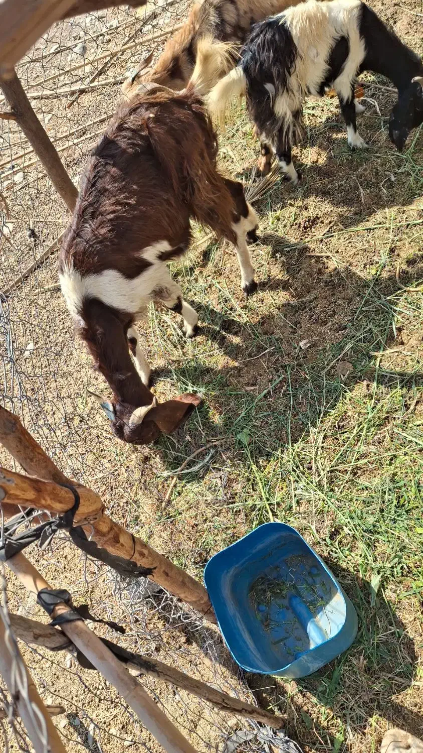 بز فروشی|حیوانات مزرعه|فاریاب, |دیوار