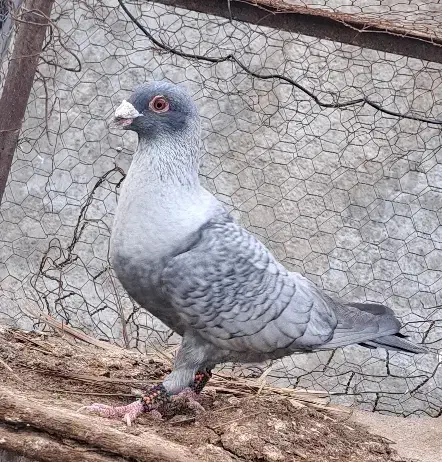 کبوتر|پرنده|داراب, |دیوار