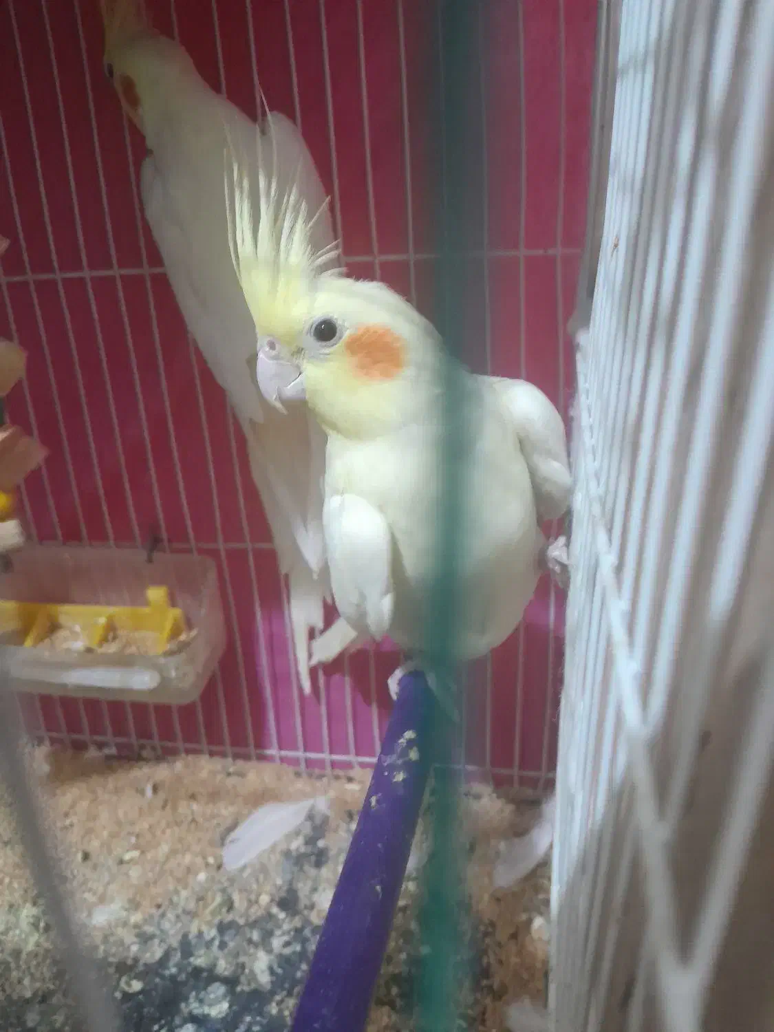 عروس هلندی فروشی|پرنده|قاسم‌آباد (خواف), |دیوار