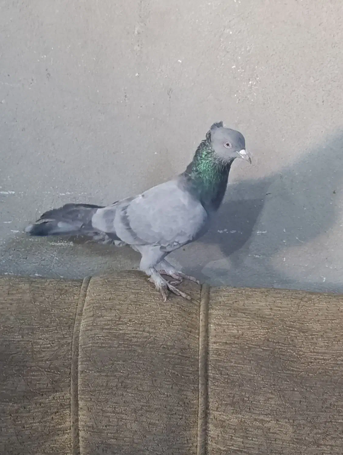 کبوتر نر|پرنده|شیراز, شهرک مهدیه|دیوار