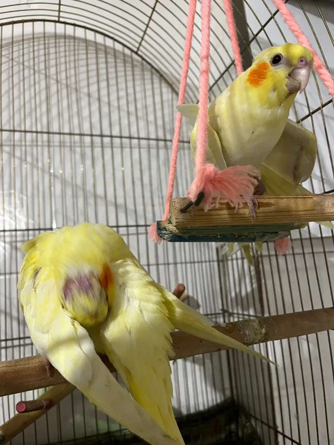 جوجه عروس هلندی|پرنده|گرمسار, |دیوار